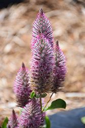 Rose Mulla Mulla (Ptilotus exaltatus 'Rose') at Lakeshore Garden Centres