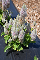 Silver Pink Mulla Mulla (Ptilotus exaltatus 'Silver Pink') at Lakeshore Garden Centres