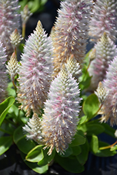 Silver Pink Mulla Mulla (Ptilotus exaltatus 'Silver Pink') at Lakeshore Garden Centres