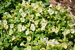 Kauai Lemon Drop Torenia (Torenia 'PAS786694') at Lakeshore Garden Centres
