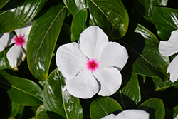 Pacifica Polka Dot Vinca (Catharanthus roseus 'Pacifica Polka Dot') at Lakeshore Garden Centres