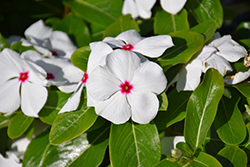 Titan Polka Dot Vinca (Catharanthus roseus 'Titan Polka Dot') at Lakeshore Garden Centres