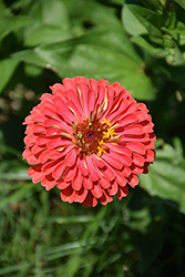 Benary's Giant Coral Zinnia (Zinnia 'Benary's Giant Coral') at Lakeshore Garden Centres