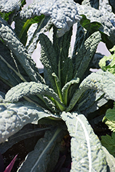 Dinosaur Kale (Brassica oleracea var. sabellica 'Lacinato') at Golden Acre Home & Garden