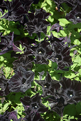 Perfectunia Little Black Dress Petunia (Petunia 'Perfectunia Little Black Dress') at Lakeshore Garden Centres