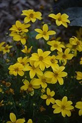 Flare Petite Gold Bidens (Bidens ferulifolia 'Flare Petite Gold') at Lakeshore Garden Centres