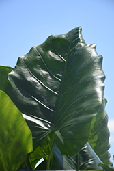 Borneo Giant Elephant's Ear (Alocasia macrorrhizos 'Borneo Giant') at Lakeshore Garden Centres