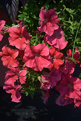 Panache Coral Reef Petunia (Petunia 'Panache Coral Reef') at Lakeshore Garden Centres