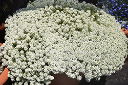 Snow Globe Alyssum (Lobularia maritima 'Snow Globe') at Lakeshore Garden Centres