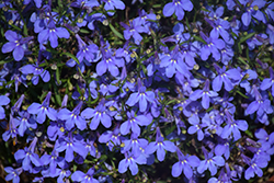 Nautica Blue Skies Lobelia (Lobelia 'Nautica Blue Skies') at Lakeshore Garden Centres