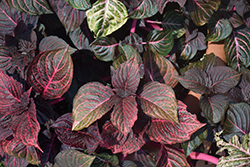 Brilliantissima Blood Leaf (Iresine herbstii 'Brilliantissima') at Lakeshore Garden Centres