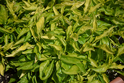 Sommelier Chardonnay Alternanthera (Alternanthera 'Sommelier Chardonnay') at Lakeshore Garden Centres