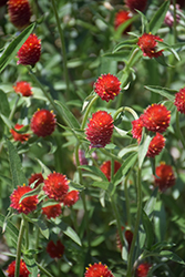 Budacious Radiant Red Gomphrena (Gomphrena 'Budacious Radiant Red') at Lakeshore Garden Centres