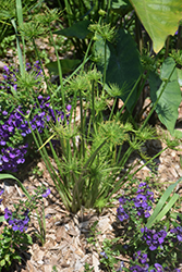 A Lil In Da Nile Papyrus (Cyperus 'A Lil In Da Nile') at Lakeshore Garden Centres