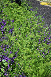 A Lil In Da Nile Papyrus (Cyperus 'A Lil In Da Nile') at Lakeshore Garden Centres