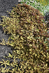 South of the Border Refried Beans Sweet Potato Vine (Ipomoea batatas 'South of the Border Refried Beans') at Lakeshore Garden Centres