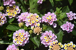 South Beach Compact Purple Sky (Lantana camara 'South Beach Compact Purple Sky') at Lakeshore Garden Centres