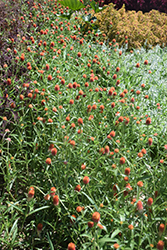 Budacious Outrageous Orange Gomphrena (Gomphrena 'Budacious Outrageous Orange') at Lakeshore Garden Centres