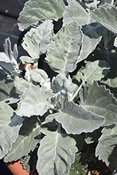 Crushed Velvet Senecio (Senecio 'Crushed Velvet') at Lakeshore Garden Centres