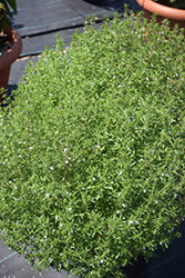 Nana Dwarf Winter Savory (Satureja montana 'Nana') at Lakeshore Garden Centres