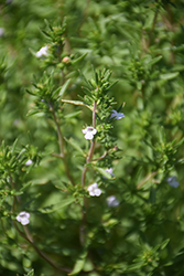 Nana Dwarf Winter Savory (Satureja montana 'Nana') at Lakeshore Garden Centres
