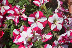 Perfectunia Star Rose-White Petunia (Petunia 'Perfectunia Star Rose-White') at Lakeshore Garden Centres