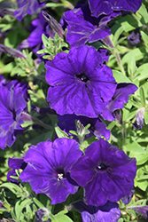 Perfectunia Blue Petunia (Petunia 'Perfectunia Blue') at Lakeshore Garden Centres