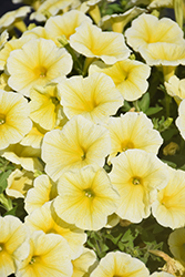 Perfectunia Sun Petunia (Petunia 'Perfectunia Sun') at Lakeshore Garden Centres