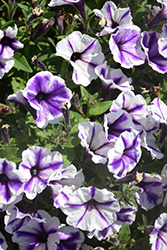 Crazytunia Blue Ice Petunia (Petunia 'Crazytunia Blue Ice') at Lakeshore Garden Centres