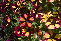 Crazytunia KaBloom! Petunia (Petunia 'Crazytunia KaBloom!') at Lakeshore Garden Centres