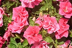 Origami Salmon Petunia (Petunia 'Origami Salmon') at Lakeshore Garden Centres