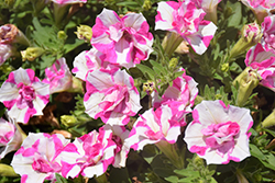 Origami Pink Star Petunia (Petunia 'Origami Pink Star') at Lakeshore Garden Centres
