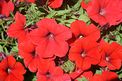 Fortunia Red Petunia (Petunia 'Fortunia Red') at Lakeshore Garden Centres