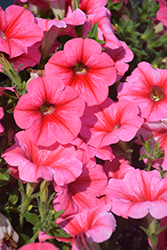 Fortunia Early Coral Gem Petunia (Petunia 'Fortunia Early Coral Gem') at Lakeshore Garden Centres