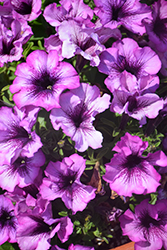 Fortunia Purple Heart Petunia (Petunia 'Fortunia Purple Heart') at Lakeshore Garden Centres