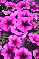 Fortunia Early Purple Gem Petunia (Petunia 'Fortunia Early Purple Gem') at Lakeshore Garden Centres