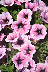 Fortunia Early Rose Gem Petunia (Petunia 'Fortunia Early Rose Gem') at Lakeshore Garden Centres