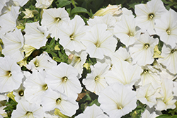 Fortunia Early White Petunia (Petunia 'Fortunia Early White') at Lakeshore Garden Centres