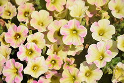 Fortunia Early Sunrise Petunia (Petunia 'Fortunia Early Sunrise') at Lakeshore Garden Centres