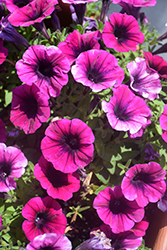 Fortunia Early Deep Raspberry Petunia (Petunia 'Fortunia Early Deep Raspberry') at Lakeshore Garden Centres