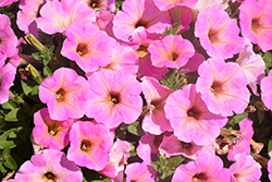 Fortunia Early Pink Lemonade Petunia (Petunia 'Fortunia Early Pink Lemonade') at Lakeshore Garden Centres