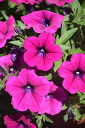 Fortunia Early Dark Purple Petunia (Petunia 'Fortunia Early Dark Purple') at Lakeshore Garden Centres