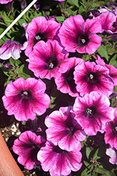 Fortunia Early Grape Vein Petunia (Petunia 'Fortunia Early Grape Vein') at Lakeshore Garden Centres