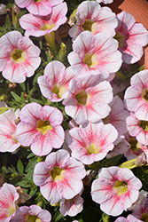 Fortunia Early Peach Gem Petunia (Petunia 'Fortunia Early Peach Gem') at Lakeshore Garden Centres