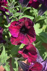 Fortunia Early Burgundy Petunia (Petunia 'Fortunia Early Burgundy') at Lakeshore Garden Centres