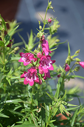 Harlequin Magenta Beard Tongue (Penstemon 'TNPENHM') at Lakeshore Garden Centres
