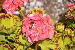 Glitterati Diva Queen Geranium (Pelargonium 'Glitterati Diva Queen') at Lakeshore Garden Centres