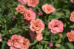 MiniFamous Double Apricot Calibrachoa (Calibrachoa 'MiniFamous Double Apricot') at Lakeshore Garden Centres