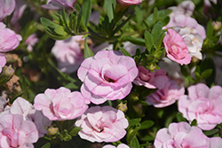 MiniFamous Double Compact Pink Calibrachoa (Calibrachoa 'MiniFamous Double Compact Pink') at Lakeshore Garden Centres
