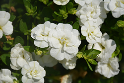 MiniFamous Double Compact White Calibrachoa (Calibrachoa 'MiniFamous Double Compact White') at Lakeshore Garden Centres